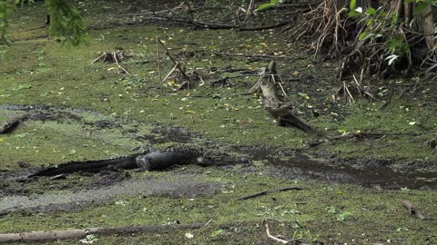 American Alligator Pulverizes Fish