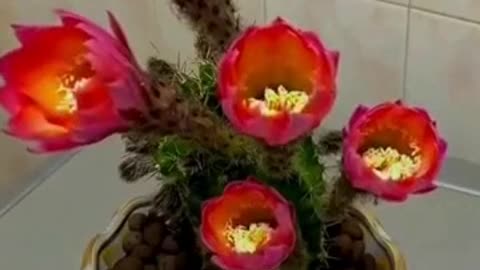 Cactus blooming