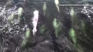 Pod of dolphins make a splash off Chile