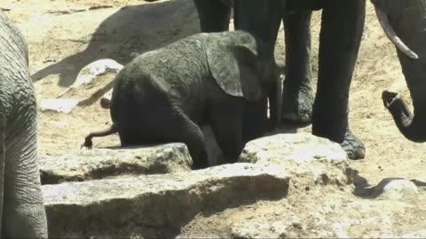Baby elephant deals with an itch it can't scratch