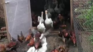 Group chicken