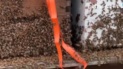 Five million bees fall from truck in Canada_ causing chaos