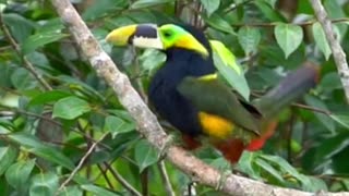 SARIPOCA - The sound of the Toucanet