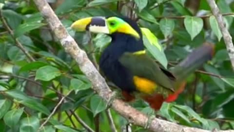 SARIPOCA - The sound of the Toucanet