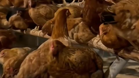 hens farm house , hens , animals , native hens , Best video for kids