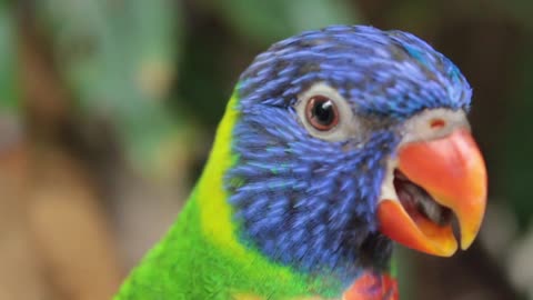 Close-Up View of a Parrot