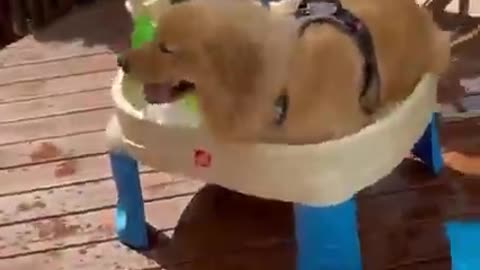 Funny Dogs Love Swimming - Puppy Videos 2020 #funny #puppies #puppy