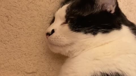 Cat responds when called pretty