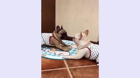 very funny fights are dogs😂😁