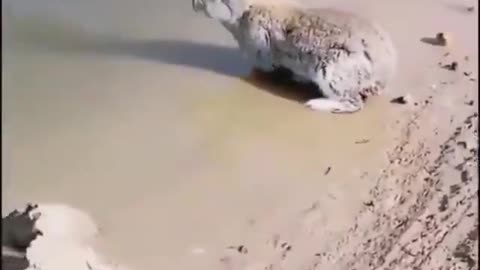 Rabbit swimming in the river