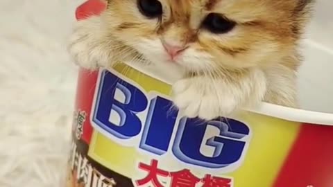 Funny Kitten Ramen #kitty #Ramen #noodle #Funny #Cute #Short