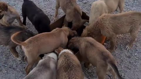 Stray mama dogs gave birth to these puppies