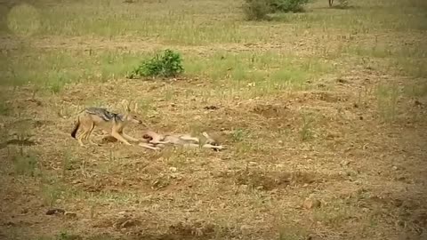 Top 30 Ruthless Moments Where Jackals Killed Animals Ruthlessly