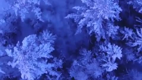 Beautiful dark blue trees