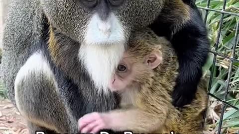 Because De Brazza'sMonkeys are usually found