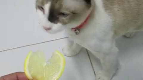 Cat reaction eat lemon