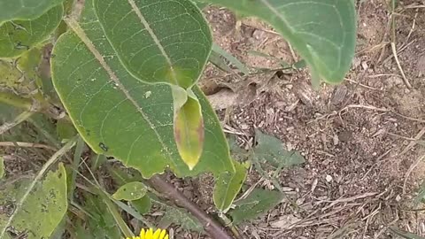 Monarch Butterfly Caterpillars