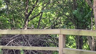 Blue Jay and Red-Tailed squirrel