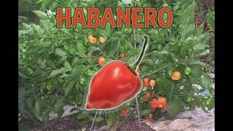 Habanero