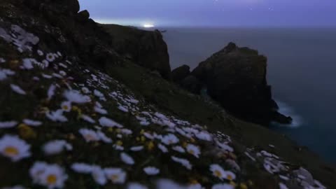 Wildflowers and Milky way