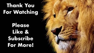 5 Lion's Roar Sound Effects (Royalty Free!)