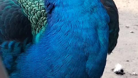 Peacock 🦚 Bird Video By Kingdom of Awais