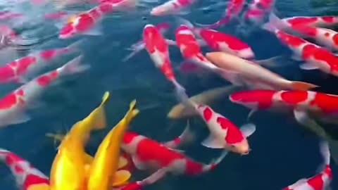 Color Full Fishs