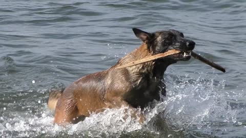 A dog swimming in the sea and taking out a stick