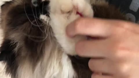 Baby Birdy playing with her ladybug.