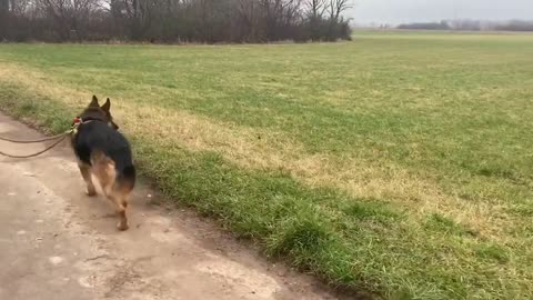 Training mit Nero - Leinenaggression - Deutscher Schäferhund