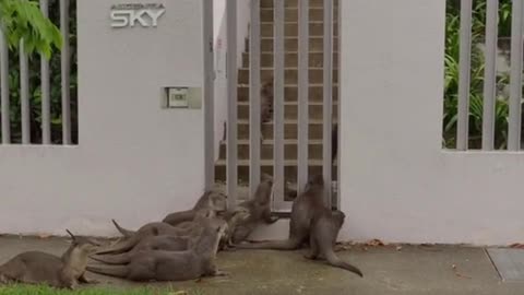 Otter family tries sneaking throught Alexandra condo gates