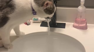 Cat Drinking