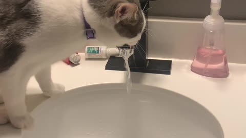 Cat Drinking