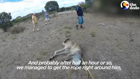 Feisty Kangaroo With Can On His Head Rescued by Good Guys | The Dodo