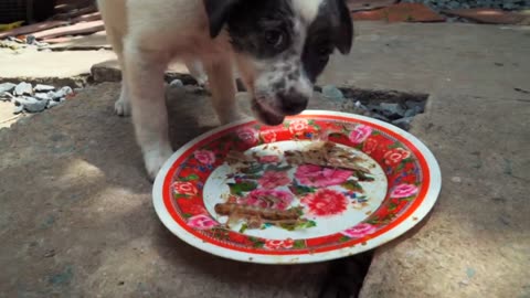 Dogs Fight For Food - Mistake Not Feeding My Dogs In Separate Bowls - Angry Puppy