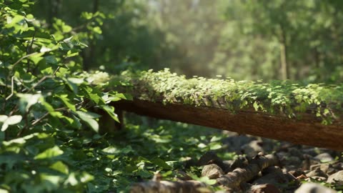 Forest Path Render with Audio