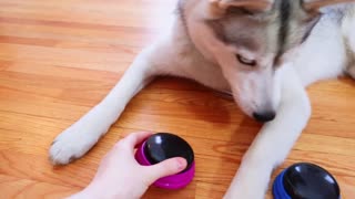 Dog uses new talking buttons to SWEAR!