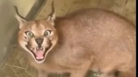 Cocked wild caracal cat attacks the camera #Shots