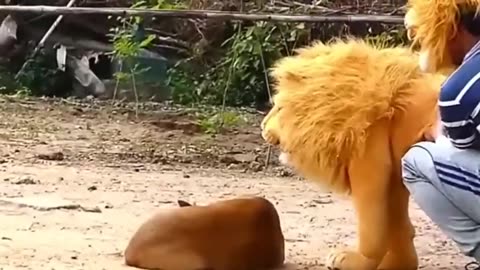 Animals funny video