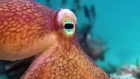 A single octopus disguised as 15 different fishes. #disguised #fish
