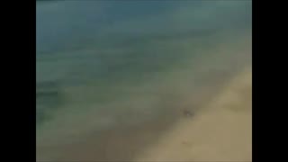 Shark Caught on Fishing Line