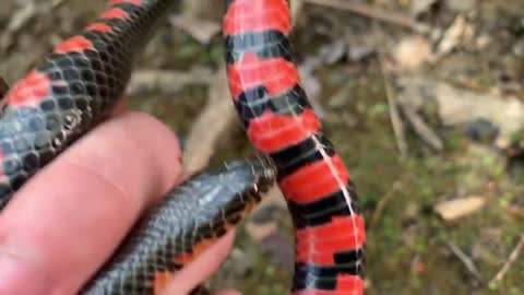 Insane Louisiana Snake Hunting: 50+ Snake Day, Beautiful Mud Snakes and More!