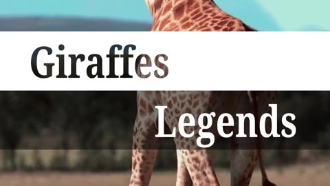 Giraffes Legends trending 🔥🔥video || world giants