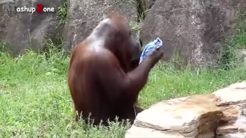 Funny monkey teasing.people 😂😂