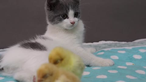 Kitten Invites Chicks To Live Together