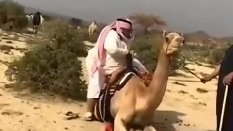 🐫 Funny | Desert Drama: When the Camel Rejects Him! | FunFM