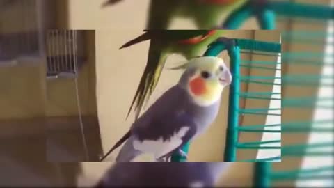 Funny Birds Compilation