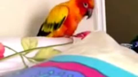 Sun conure head massage