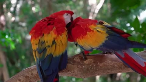 Beauty of macaw parrot. Nature beauty beautiful nature