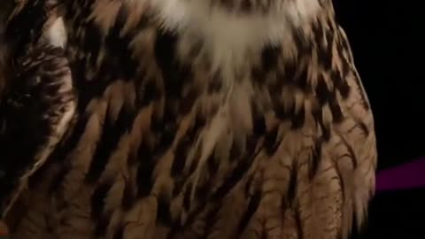Flying Bagoly my Eurasian Eagle Owl!❤️🦉